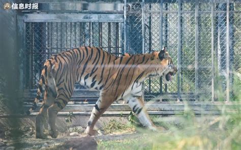 广州动物园老虎瘦成猫