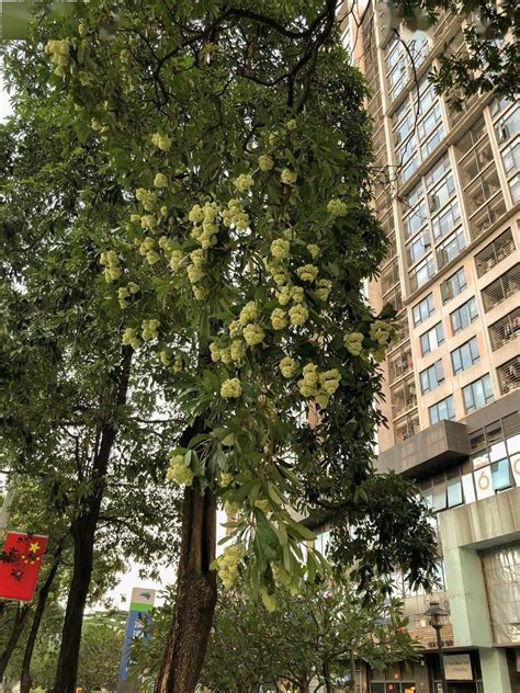 广州路边种植的味道很臭的树