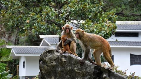 广西桂林七星公园野猴子