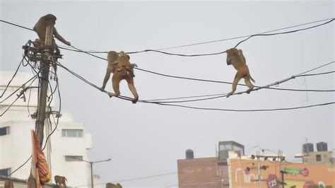 广西猴子爬电线