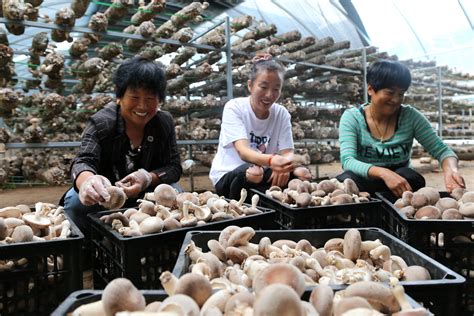 广西香菇种植技术培训基地