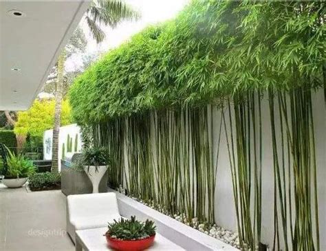 庭院竹子种植尺寸
