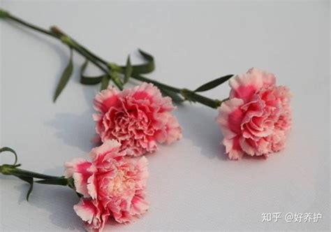 康乃馨花语送母亲送几朵
