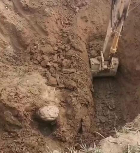 建筑工地挖出石龟