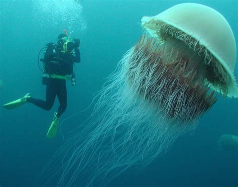 当地深海1600米巨型水母