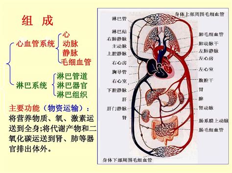 循环系统解剖生理