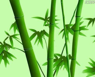 微信头像竹子大自然