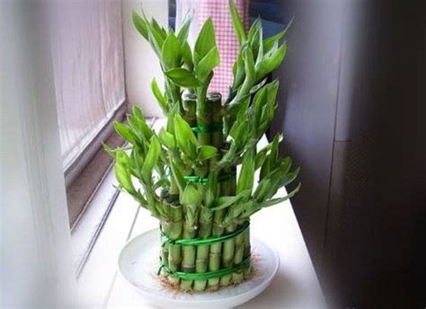 怎样栽培富贵竹