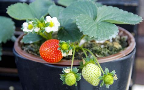 怎样盆栽草莓才能成功呢