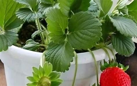 怎样种出来的草莓才甜