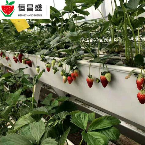怎样自制草莓立体种植槽