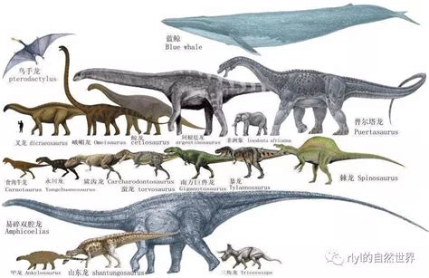 恐龙时代各个恐龙体型