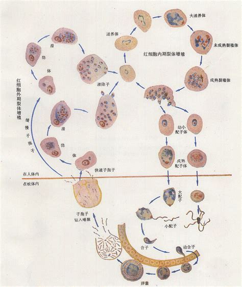 恶性疟原虫感染者在外周血中可查到的虫体阶段为