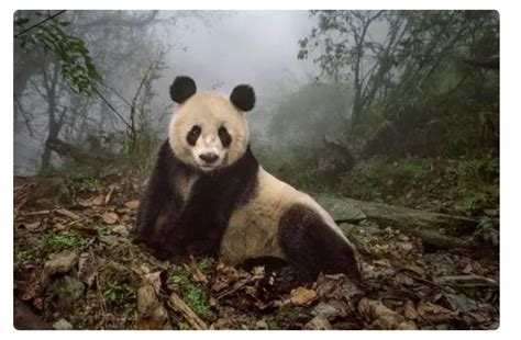 成功野化大熊猫不包括