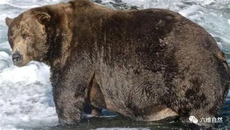 成年棕熊体重