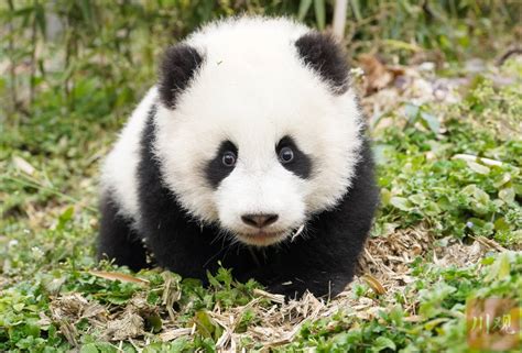 成都野生熊猫抱幼崽