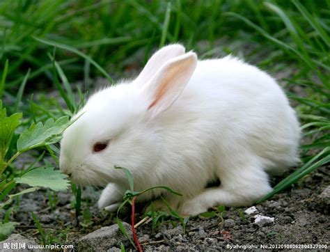 我喜欢的动物小白兔