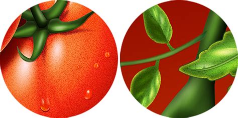 我爱西红柿的作品