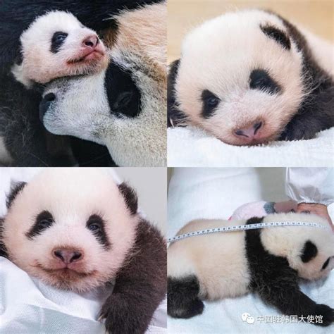 我给熊猫宝宝起个名