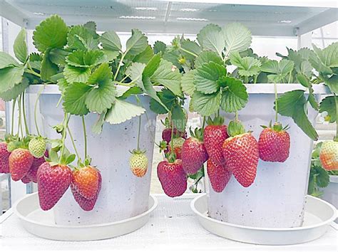 房间草莓的种植方法