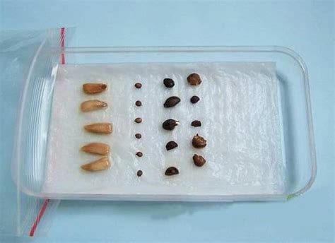 扁豆催芽方法