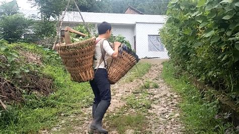 打工小伙在上海种红薯