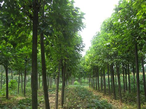 扬州园林绿化苗木供应