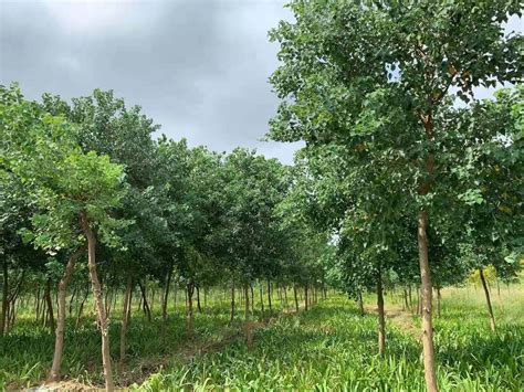 扬州苗木种植业