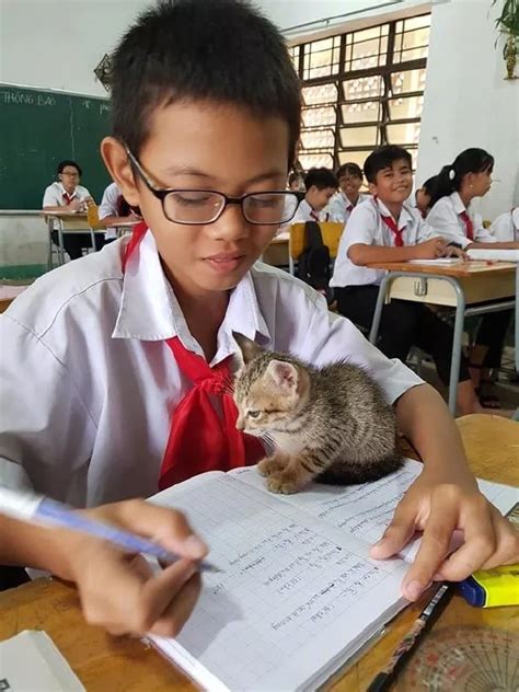 把猫带进教室被老师发现