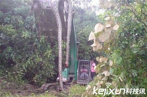 挖出大蛇高龄已达140岁的视频