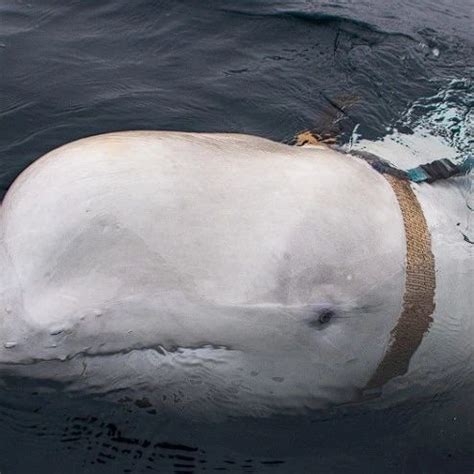 挪威白鲸被打死