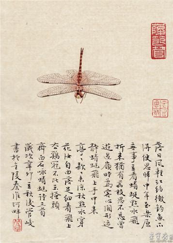 描写蜻蜓的诗