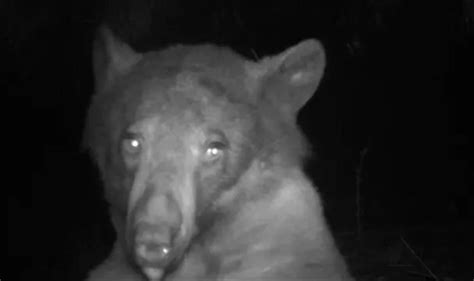 摄像机拍到野生熊