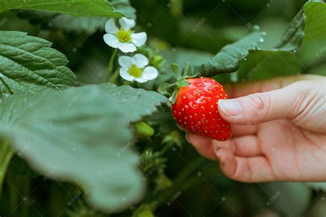 摘草莓的小窍门是什么