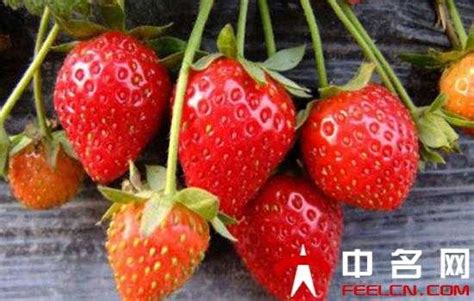 整个草莓可以直接种吗