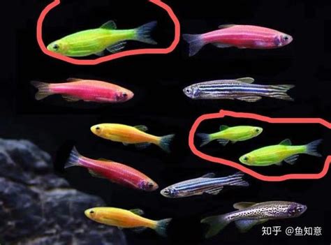 斑马鱼有几种颜色