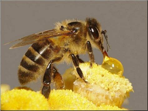 新手养蜜蜂的蜂种由哪里引进