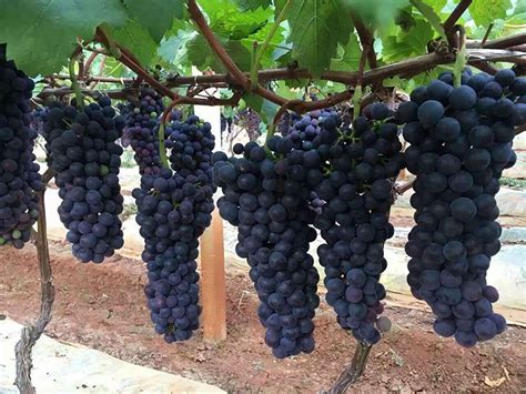新手种葡萄什么品种