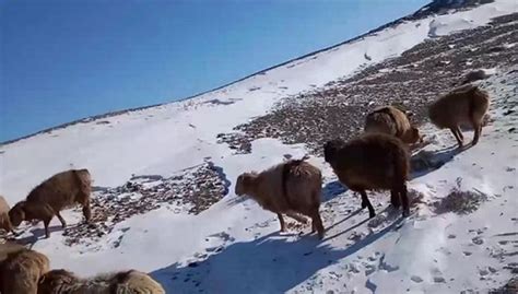 新疆冷空气冻死牛羊