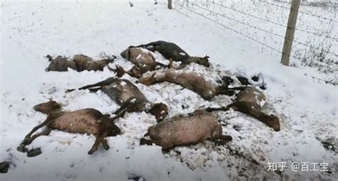 新疆的牲畜被大雪冻死了多少