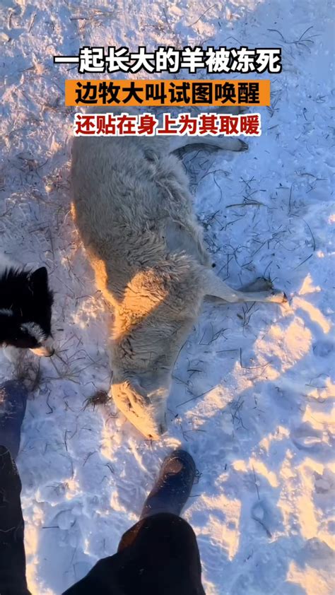 新疆零下48度羊冻死