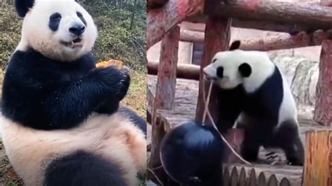 旅俄大熊猫增重四十公斤
