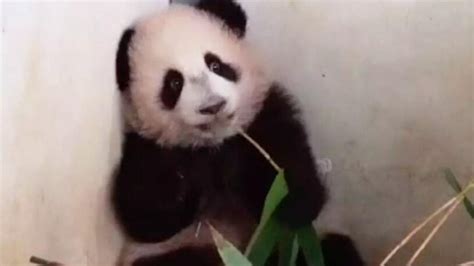 旅俄大熊猫幼崽吃竹子画面