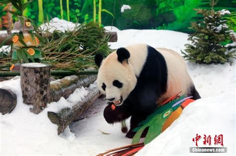 旅俄大熊猫过得好吗