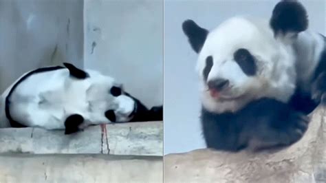 旅泰大熊猫林惠去世死亡原因