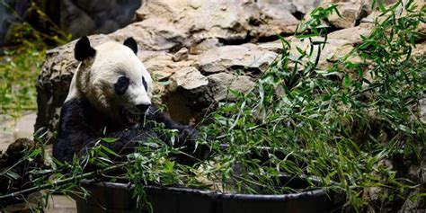 旅美大熊猫回国饲养员哭了