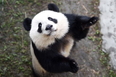旅美大熊猫是否都回国了
