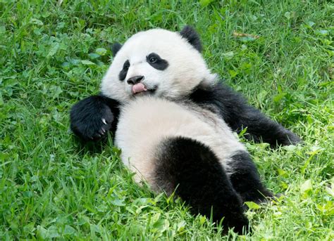 旅美熊猫 宝宝