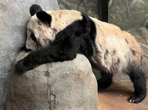 旅美20年大熊猫“乐死”离世