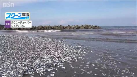 日本大量死沙丁鱼会流入中国吗